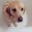 DidsburyDog's profile image
