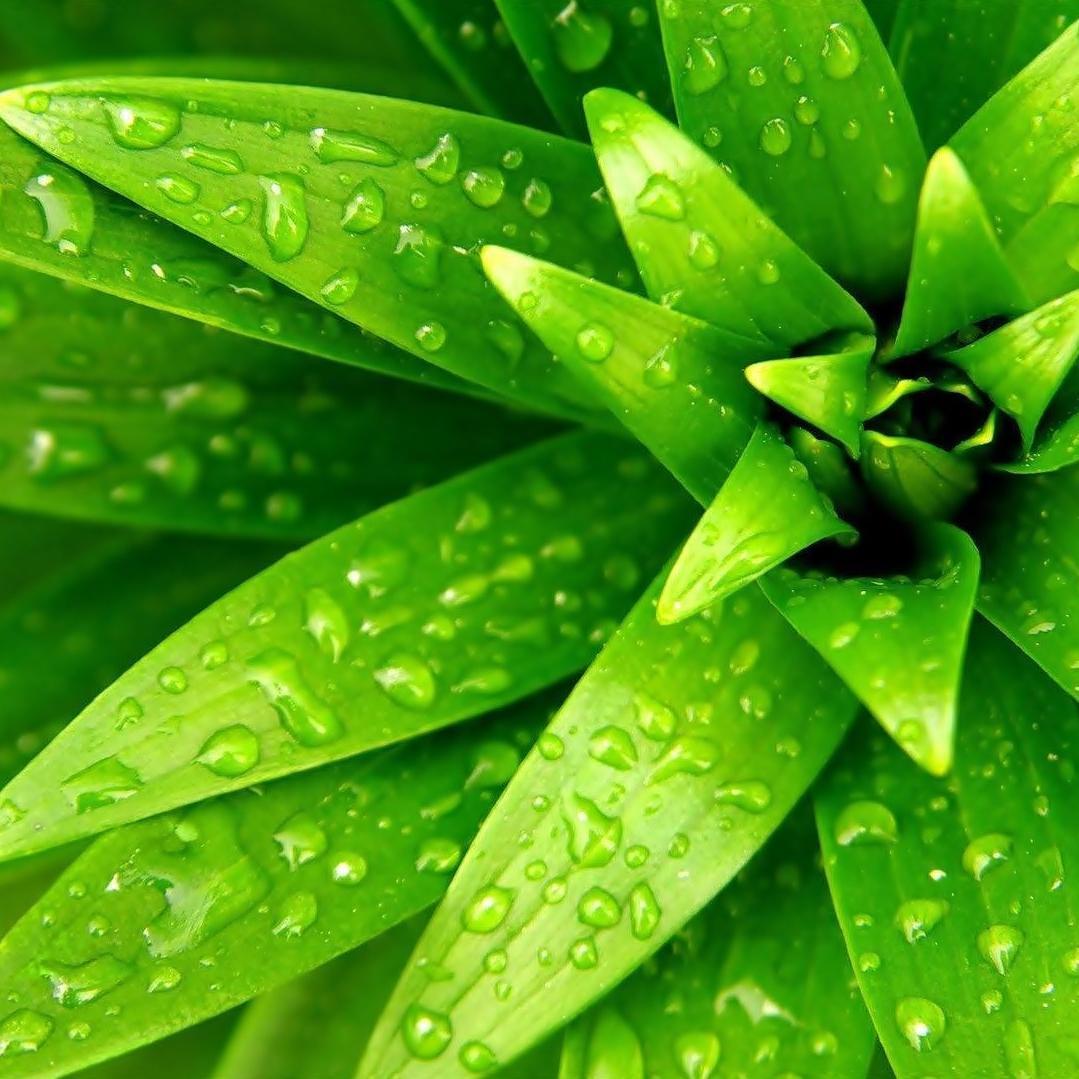All in all, the philosophy of herbal medicine is a significant part of our international culture and the progress of our civilization that should be passed on