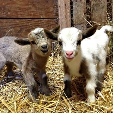 The official Twitter of the Sustainable Dairy Goat Initiative (SDGI) at the University of Texas!