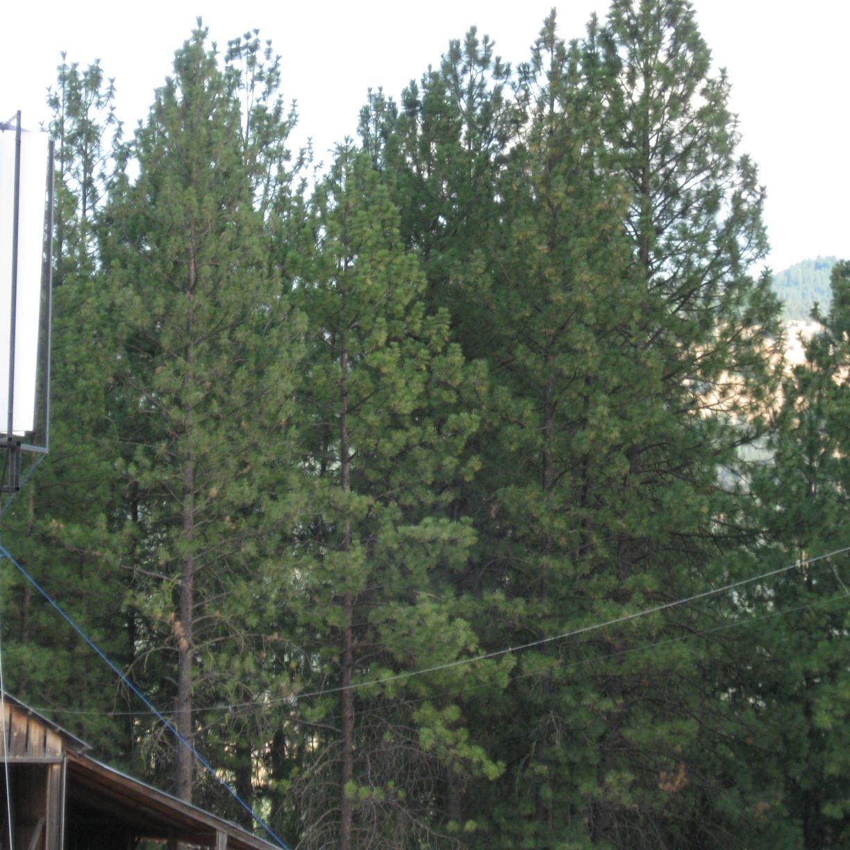 nanellwill's profile picture. 