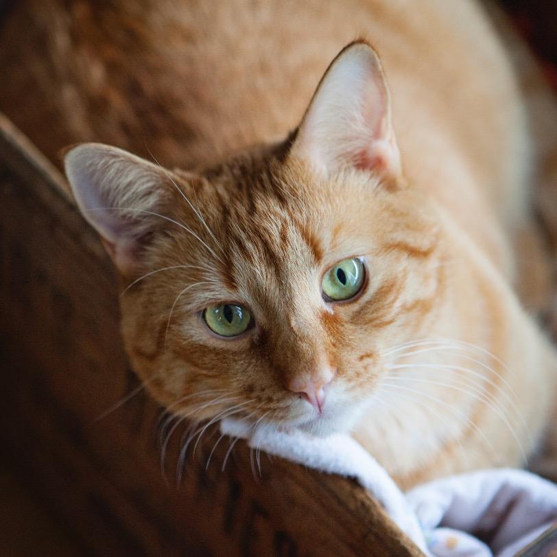Rescued Domestic, Cat, Napper, Rural Blanket Surfer, Expert Meatloafer, Sofa Scratcher, Love of my Humans Life, Escape Artist Extroidenaire