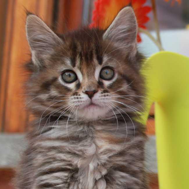 Scopri anche tu il leggendario gatto Maine Coon. Il gigante dall'animo buono. Scarica l'eBook gratuito      https://t.co/Bl62mITDBQ