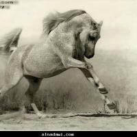 أبوعبدالمحسن (@naif66220001) Twitter profile photo