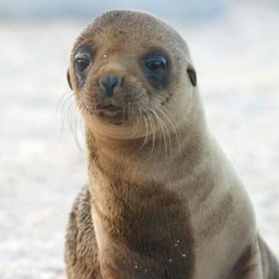 TylersSeaLion's profile picture. i'm his sea lion (original)