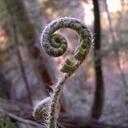 Travis Ho - @fernfreak - Twitter