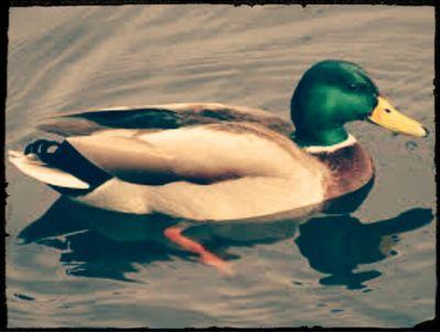 My name is Anthony or Tony. My last name isnt Montana! But I'm new to streaming and YouTube! And i like ducks... A lot.