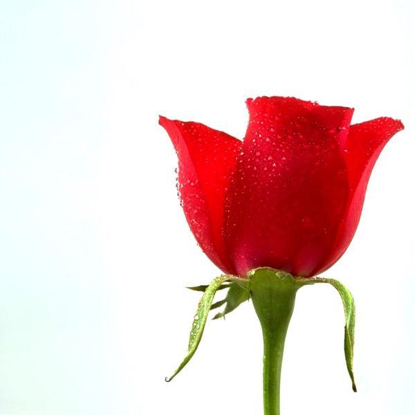 Subramaniananda's profile picture. 