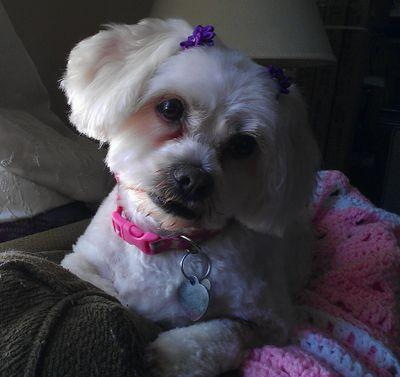 LynneRaney's profile picture. Major fan of all things Disney, detective shows, Josh Groban, and my dog Daisy