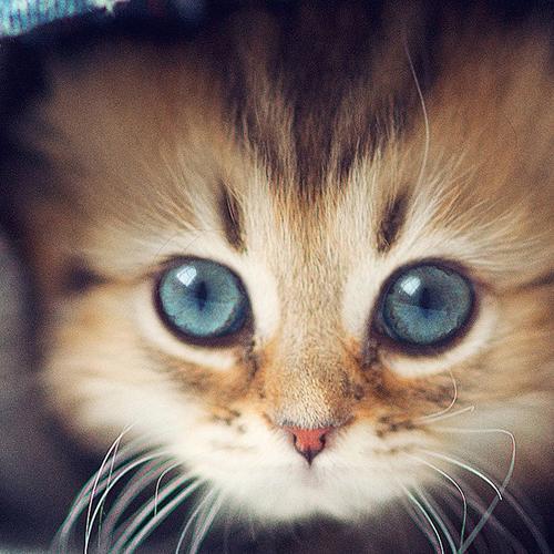 Doyoどうぶつ画像まとめ Doyo Animal Twitter