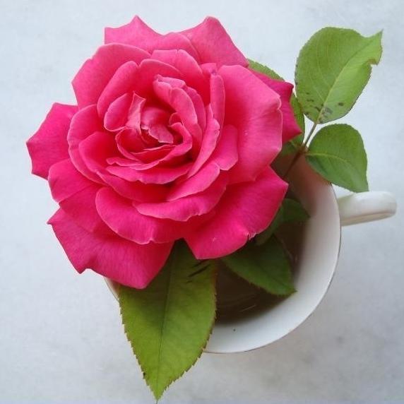 FluenceMuharrem's profile picture. 