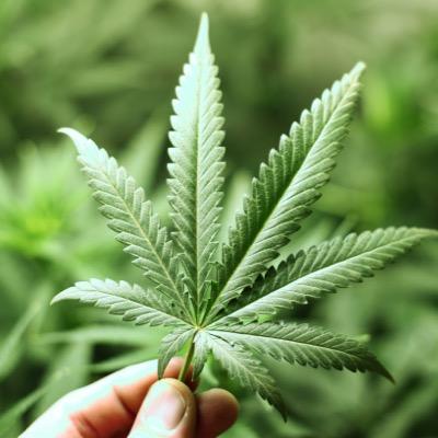 I'm not gonna lie- I like to smoke weed. I also like writing about my super awesome thoughts when I'm high. Enjoy! 🌿🌿🌿