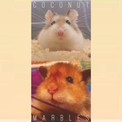 coconutmarbles's profile picture. 2 male hammys here... Say 'hi' to Coco, a beige Roborovski and Marbles, a satin Teddybear! We tweet when we're awake or during wheel breaks :-)