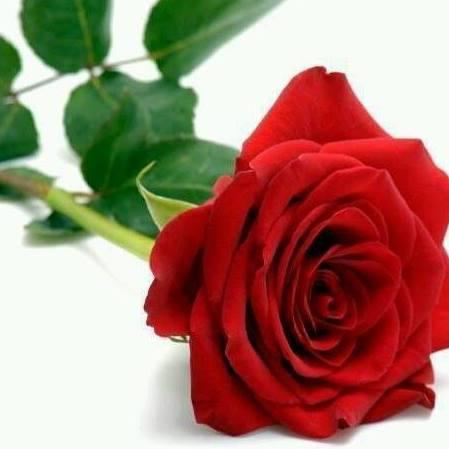 سبح  _  استغفر  _   رتل القرآن بتدبر
                        لا تفكر  ولها مدبر 🌹

مسلمة سنية