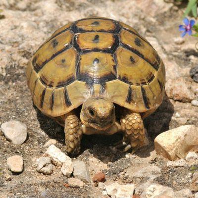 Tortue_de_terre's profile picture. カメルーン