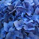 Daphne Blue - @daphnebluebird - Twitter