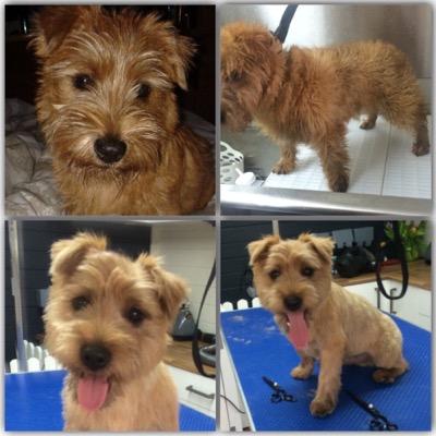 Dog groomers and boutique located in Braunstone Town, Leicester.