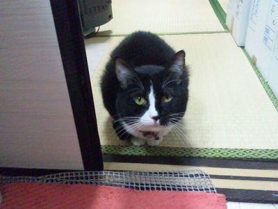 コレクターユイ今年も25周年続いてまーす！