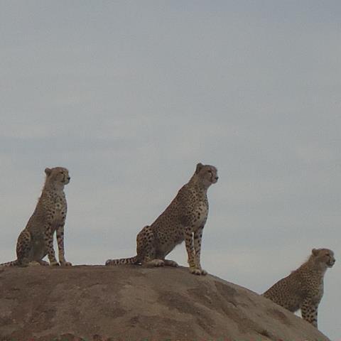 Delights of Tanzania Tours.A classic tour company operating in East Africa.We offer wild safaris,beach safaris,cultural tours,mountain climb,and city transfers