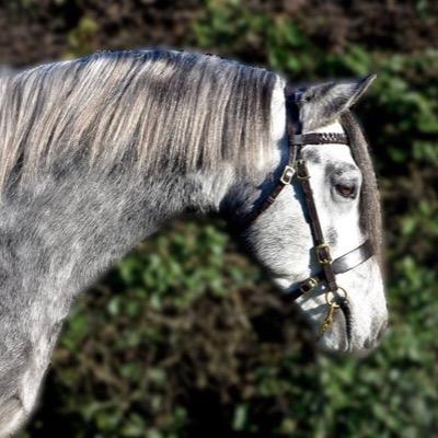 Bridleworks's profile picture. High quality hand made show bridles used by leading show riders and producers in the UK