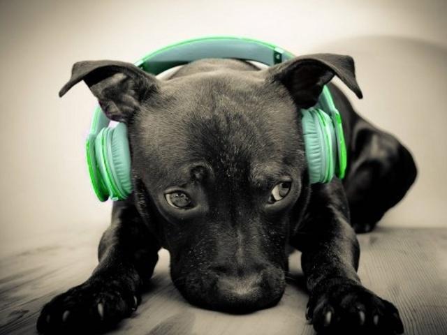 matheusjesus962's profile picture. 