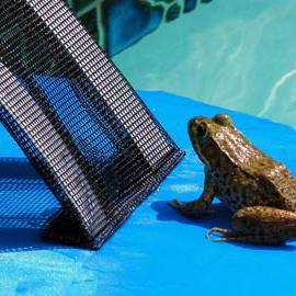 thefroglog's profile picture. Each year FrogLog saves over one million frogs & amphibians, as well as squirrels, ducks & any other small animal. Small Animal Escape Ramp for Swimming Pools.