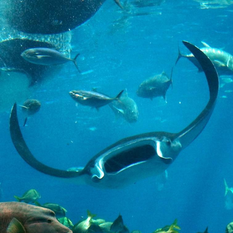 TonyFishGuy's profile picture. 