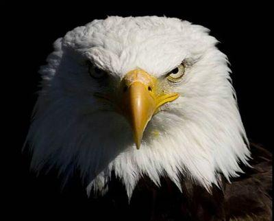 jcariasv's profile picture. 