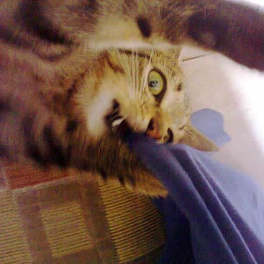 ndanabil's profile picture. Be chill and goleran.