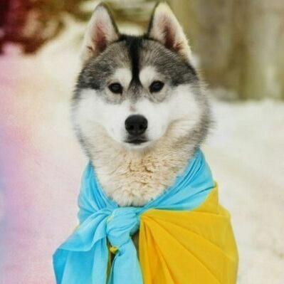 A1kis's profile picture. 