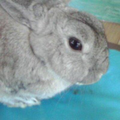 癒されるウサギ画像を集めました♪可愛いウサギちゃんに癒されたい人集まれ～！ぜひRT&フォローお願いします！