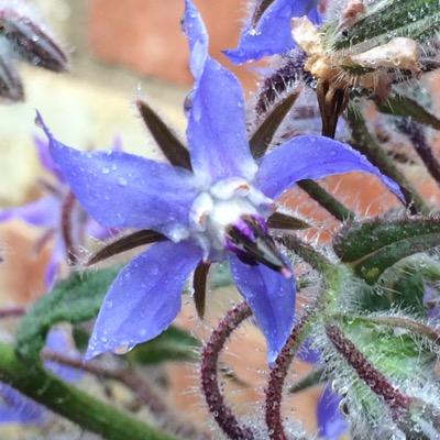 Susan Syddall Medical Herbalist BSc (Hons), MNIMH. Owner at Mother Nature Health & Herbal Ltd, 11 Bristol Arcade, Sleaford. NG34 7ST