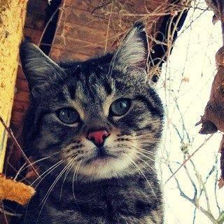 Cats_of_Narnia's profile picture. 
