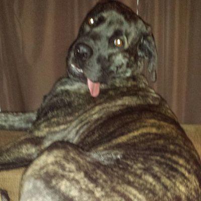 AMars1424's profile picture. Mastiff owner. Michigan , Lions, Tigers, Red Wings and Pistons fan.