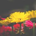 Steph Lynn - @LynnRaeDesign - Twitter