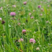 15Mokona_TSML's profile picture. Sidestory for 15 Mokona on a Dead Man's Chest. Main Characters: A (Clover), Nova (MKR), The Nothing (Clow Card), Debonair (MKR), Alcyone (MKR).