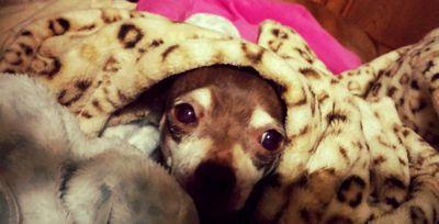 My name is Mary and I'm new to Twitter! I have 2 dogs, a boxer and a chihuahua, and 1 cat. My pets are my kids, and I love them with my whole heart.