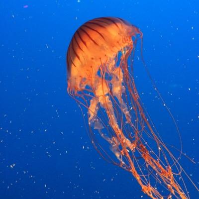 roger_thomson's profile picture. 