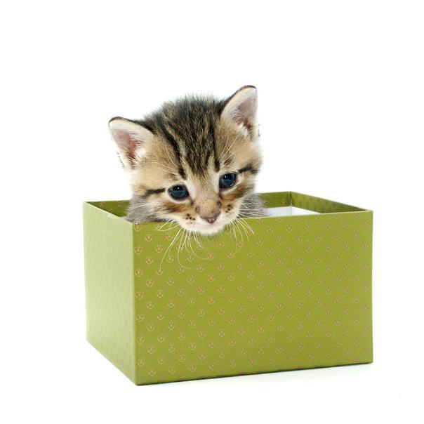 http://t.co/9YcD3hN4mi An Easy Way to get Pet Supplies, Prizes and  More.