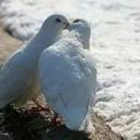 الولد الشقى (@01121747301) Twitter