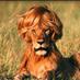 François-Xavier 🦁 (@fxpriou) Twitter profile photo