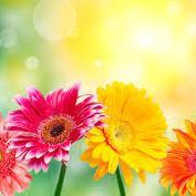 VUSDLiaison's profile picture. Community Liaison