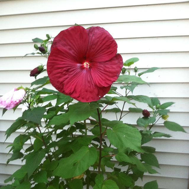 Quilter, singer, gardener and military mom! Mother of three, grandmother of four.