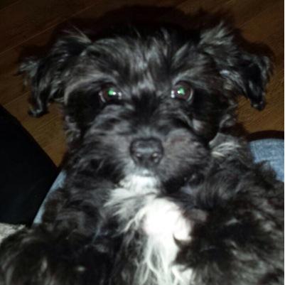 PuppyloveTessa's profile picture. 