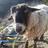 ValeSheeplover's profile image