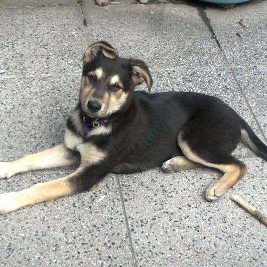 Juangaviola's profile picture. Socialista hasta 2007. A partir de ahí Transversal. Anti Macrista acérrimo. Anti Libervirgo. Alérgico al Gato y al León.