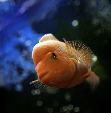 fishmongers's profile picture. #fishmongers on undernet!