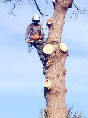 wiltshire based tree surgeons providing a quality service in all aspects of arboriculture.