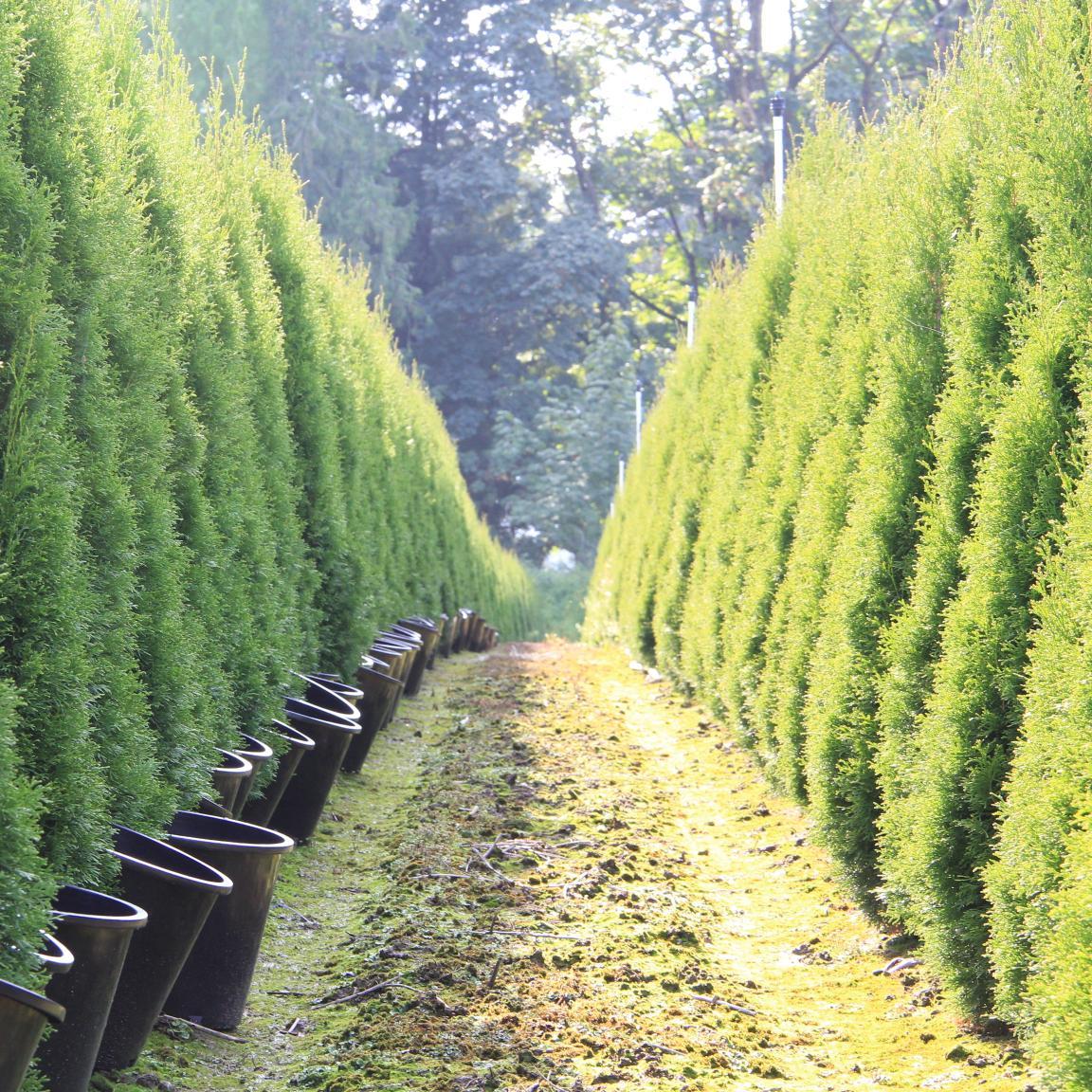 EvergreenArbs's profile picture. 