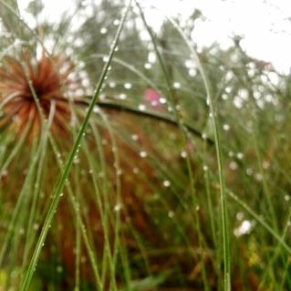 firdaus_zikri's profile picture. I will achieve my desire by hook or by crook