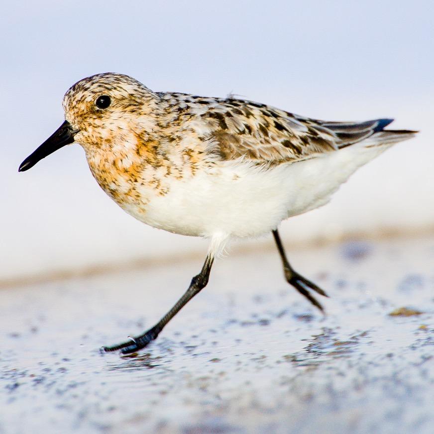 Engaging Nature and Wildlife Photography Workshops and Instruction on the Outer Banks of NC and Beyond